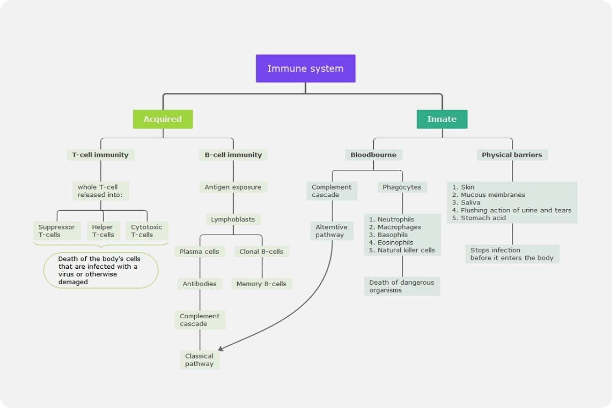 immune system mind map template