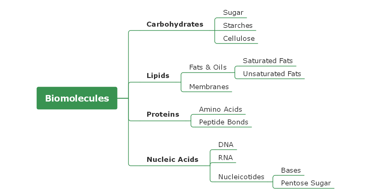 Biomolecules Concept Map