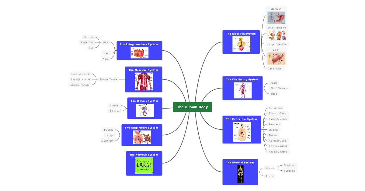 Body Systems Concept Map