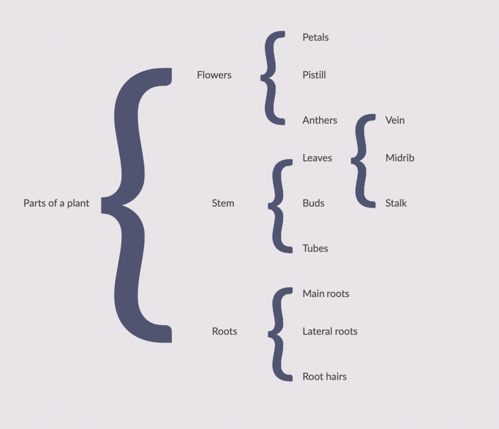 Thinking Maps Brace Map Template Printable