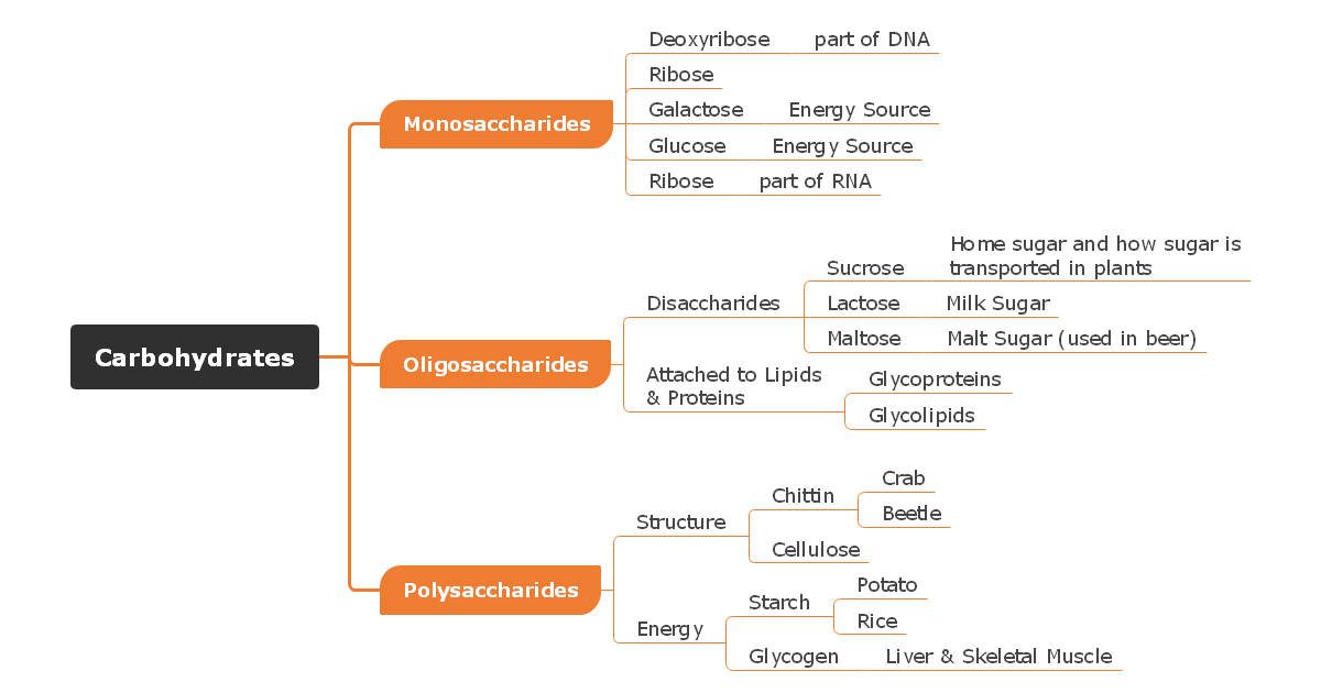 Carbohydrates Concept Map Template