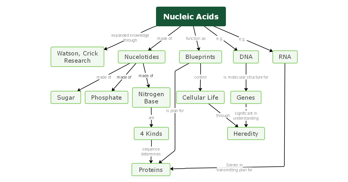 Nucleic Acids Concept Map Template
