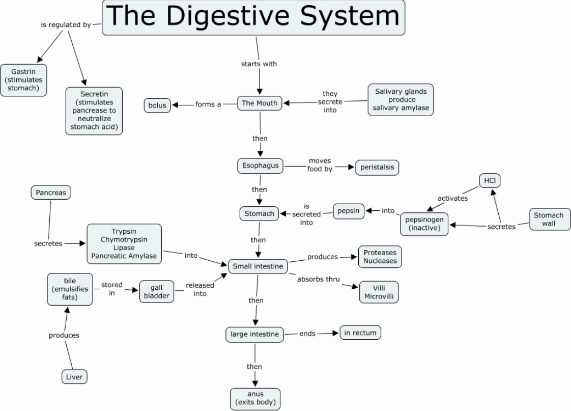 biology concept map example 01