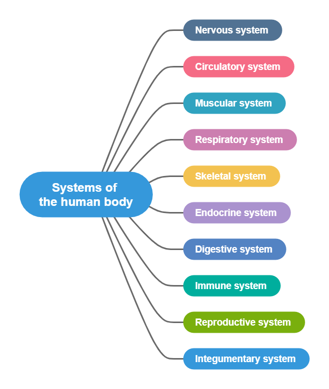 Body System Concept Map 