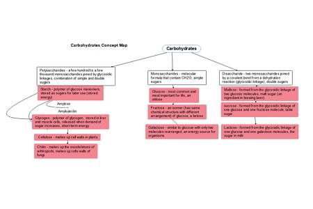 Carbohydrate Concept Map example 2