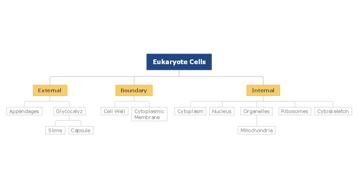 Eukaryote Cells Mind Map1200 