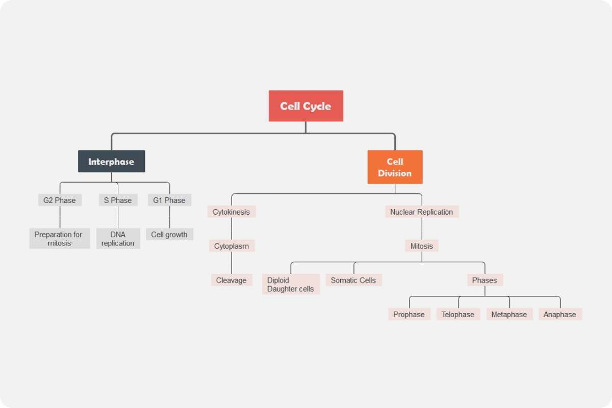 Cell Cycle Concept Map Template