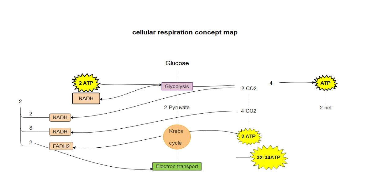 Cellular respiration concept map example 01