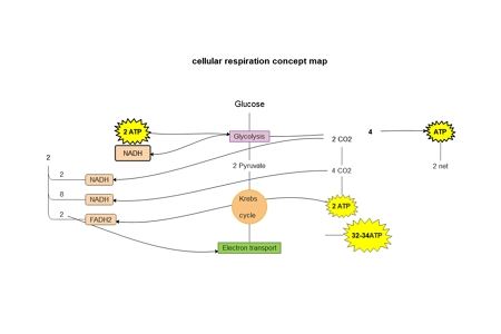 Cellular respiration Concept Map Template example 01
