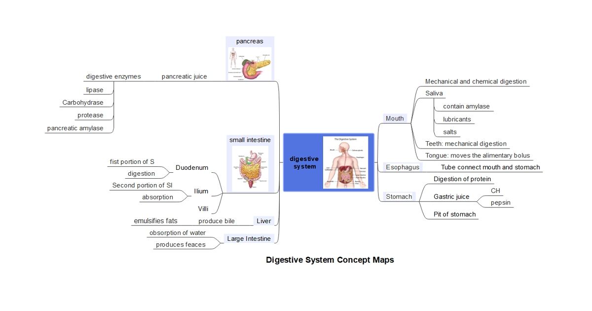 digestive system concept map example 01
