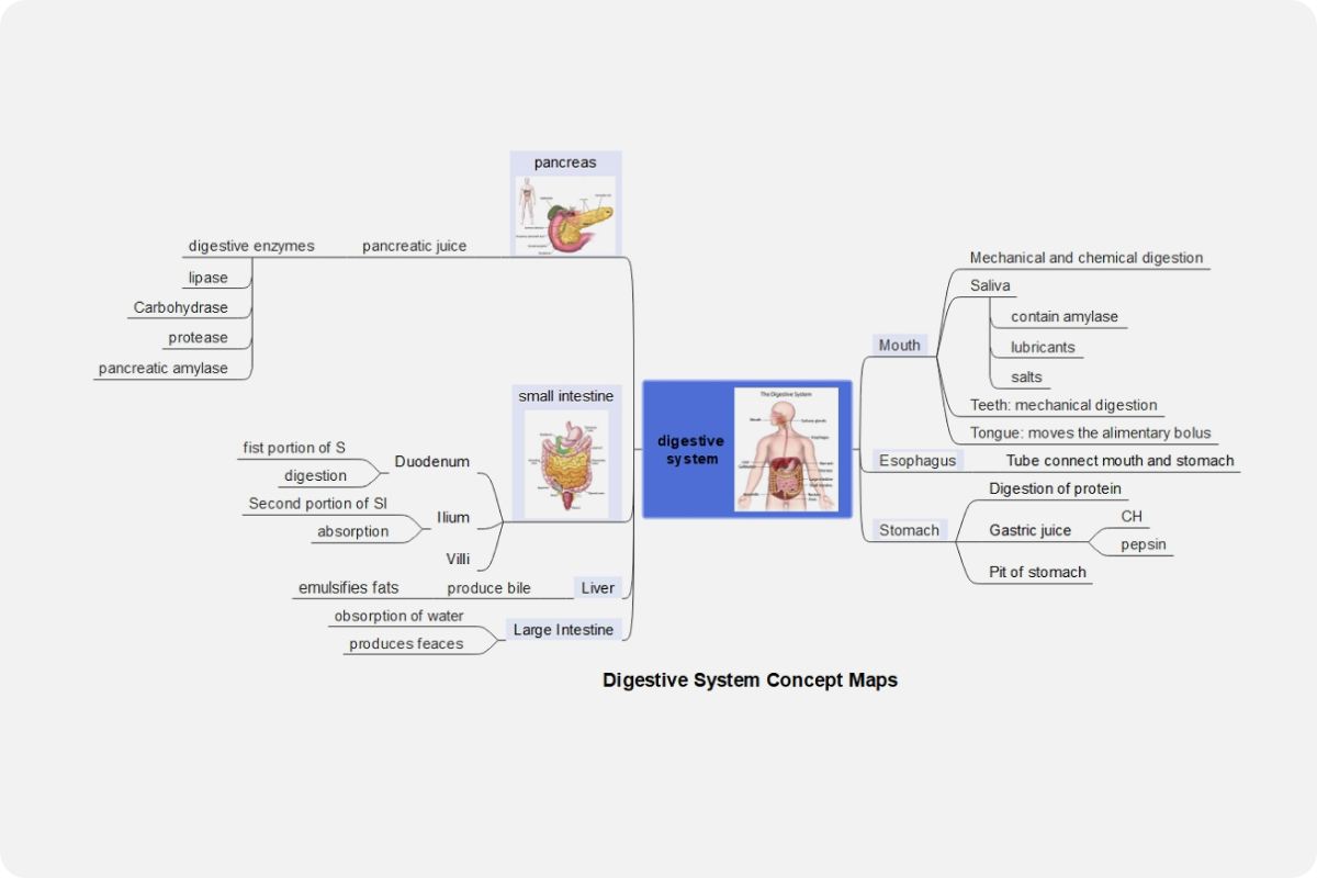 Digestive System Concept Map Template