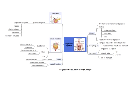 Digestive system concept map example 1