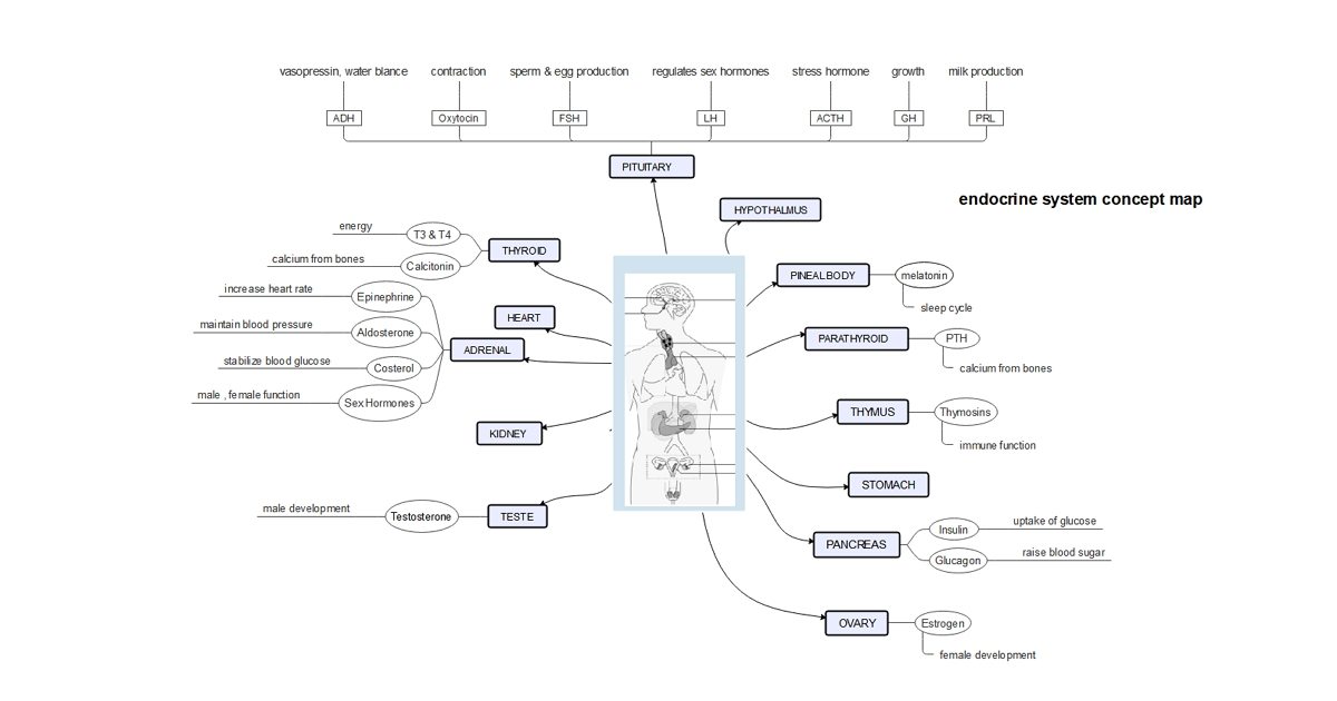 endocrine system concept map example 01