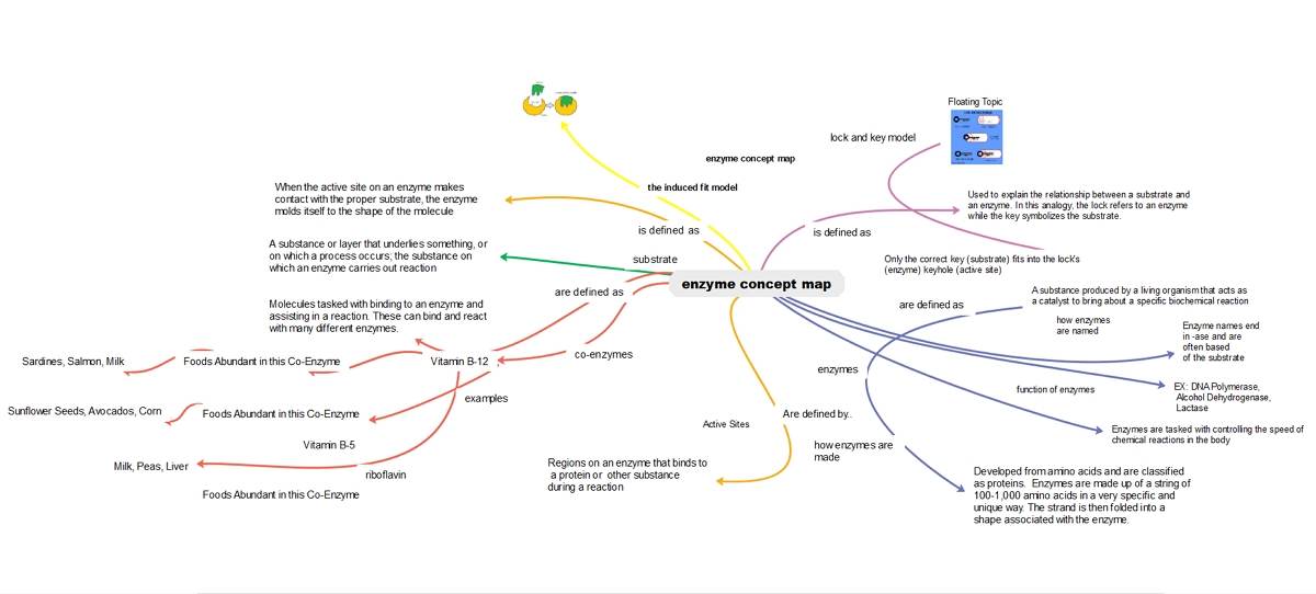 enzyme concept map example 02