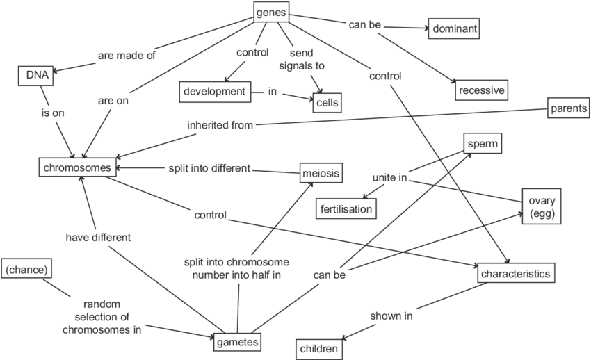 discovery of dna structure concept map