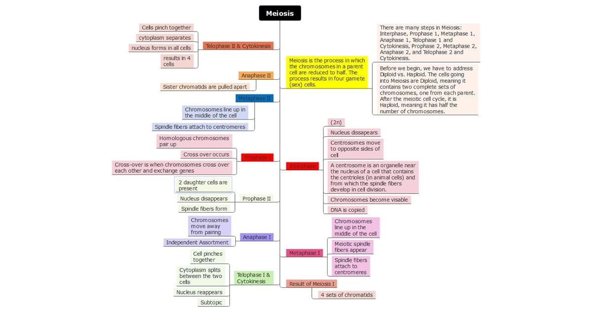 Meiosis Concept Map Hot Sex Picture   Example 01 1200 630 