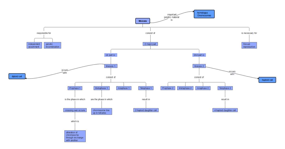 meiosis concept map example 4