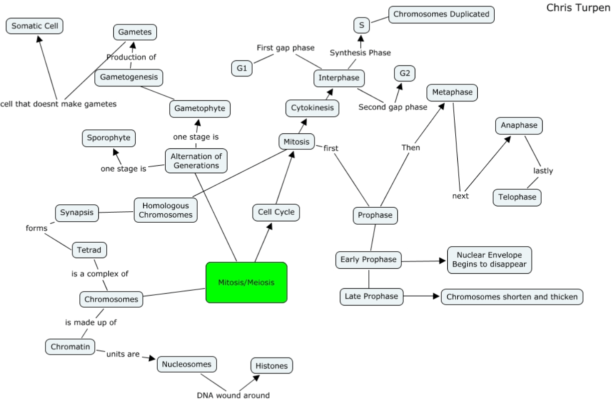 Cell Cycle Concept Map Meiosis Concept Map Template | Edrawmind