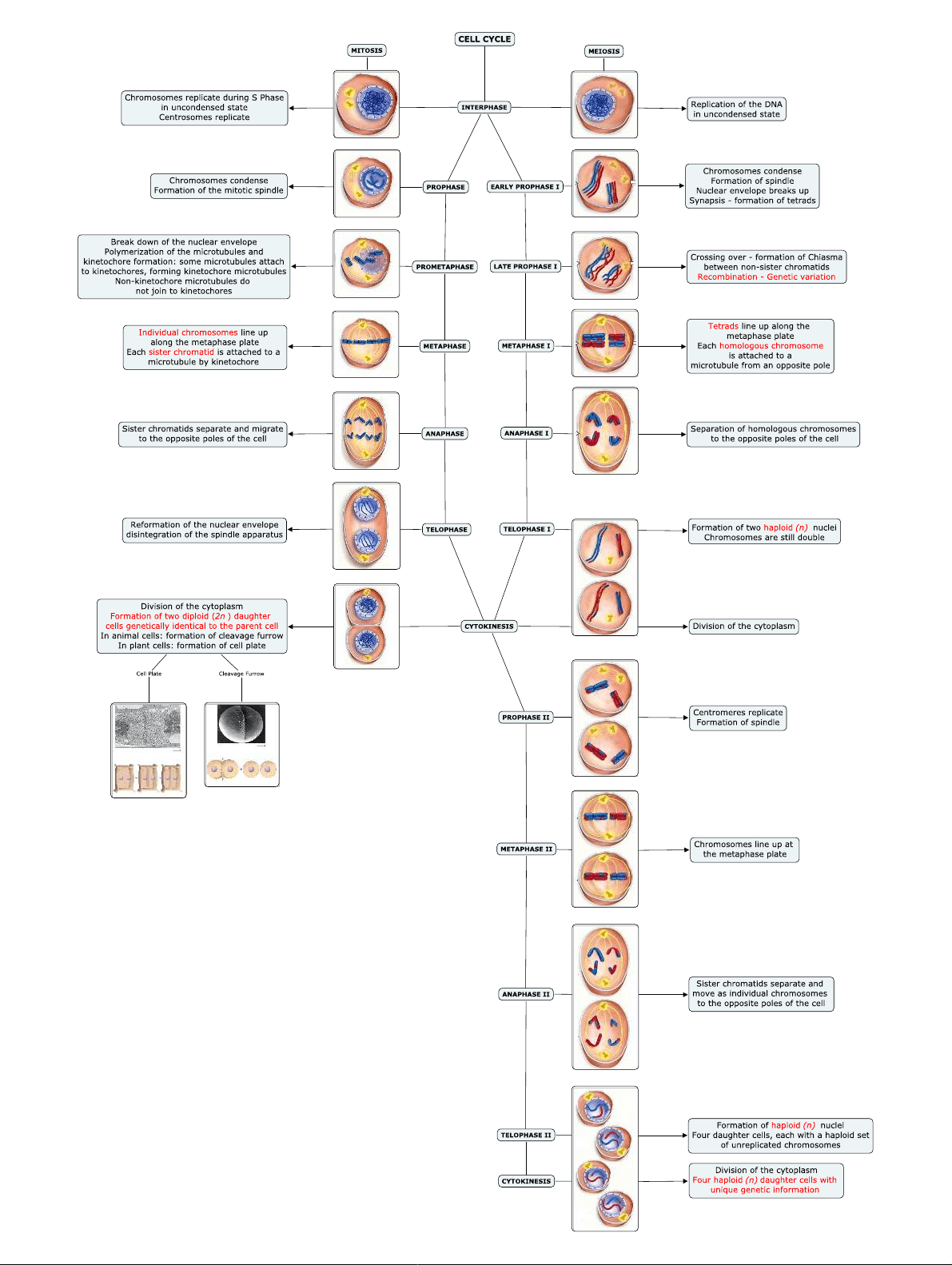 meiosis concept map example 02