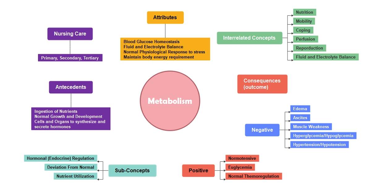 Concept Map Of Metabolism Metabolism Concept Map Template | Edrawmind