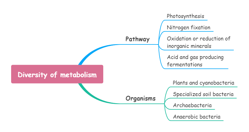 metabolism concept map example
