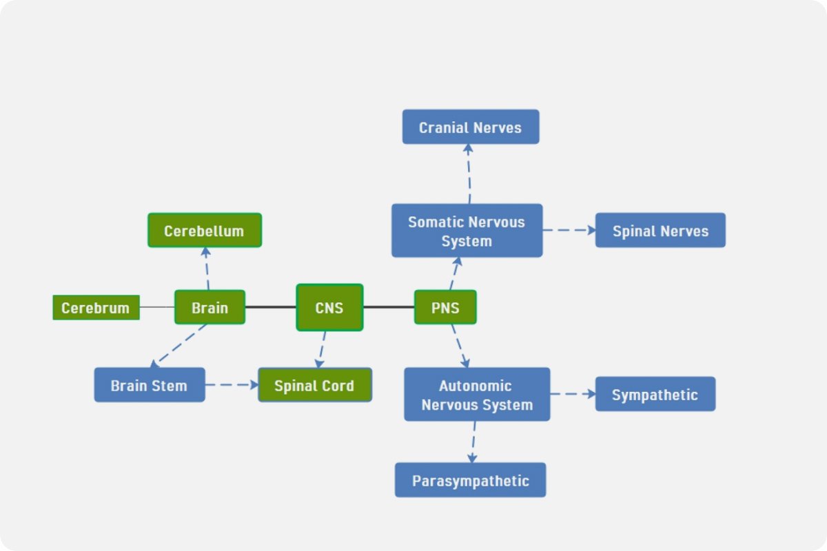 Nervous System Concept Map Template | EdrawMind