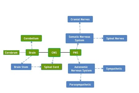 nervous system concept map 2