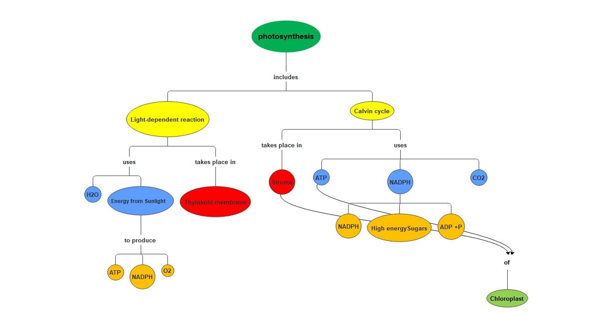 Photosynthesis Concept Map Template | EdrawMind