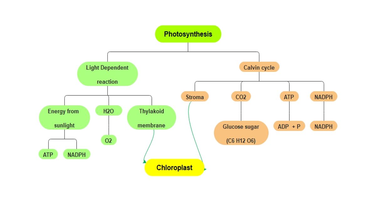 Photosynthesis Concept Map Worksheet Answers Free Pri Vrogue Co   Example 03 1200 630 