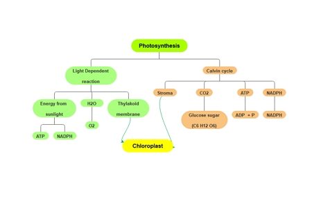 photosynthesis concept map example 2