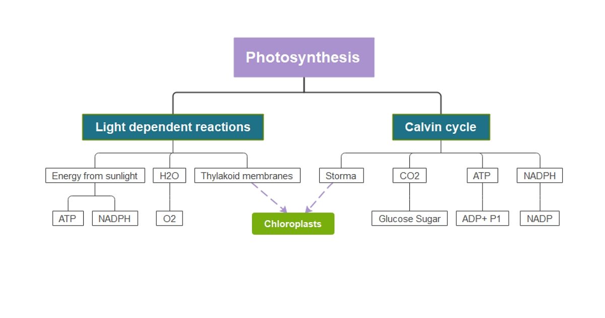 Photosynthesis Concept Map Template Edrawmind