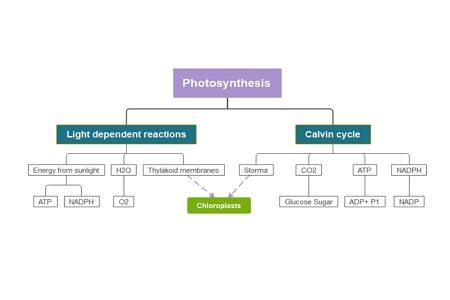 photosynthesis concept map example 2