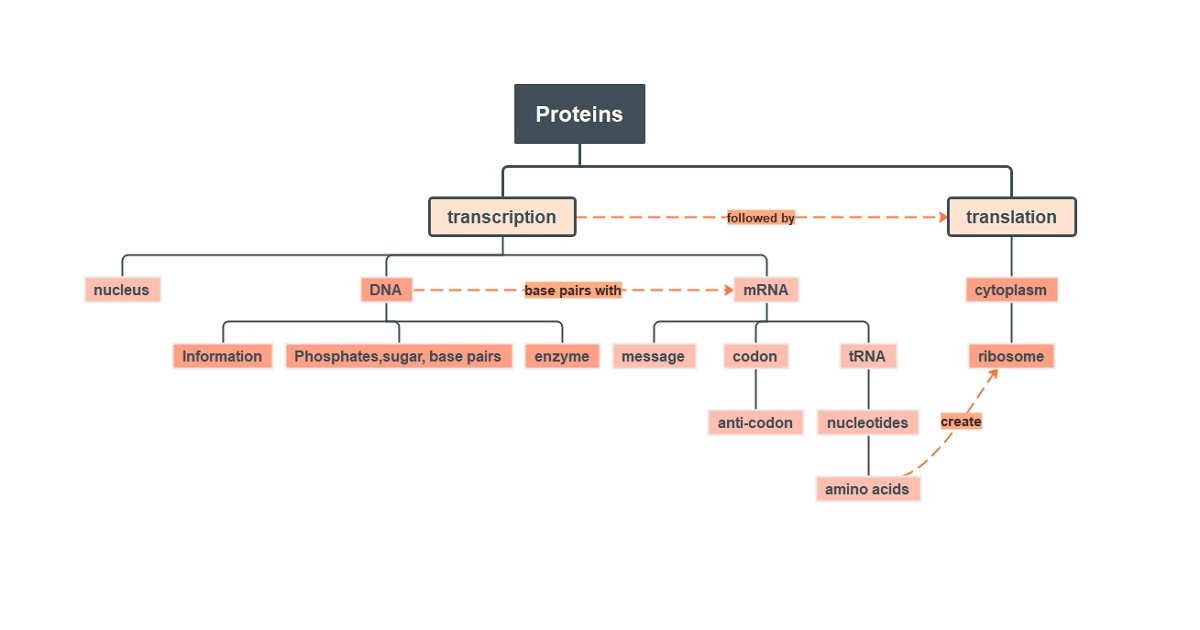 Protein Concept Map Template  EdrawMind