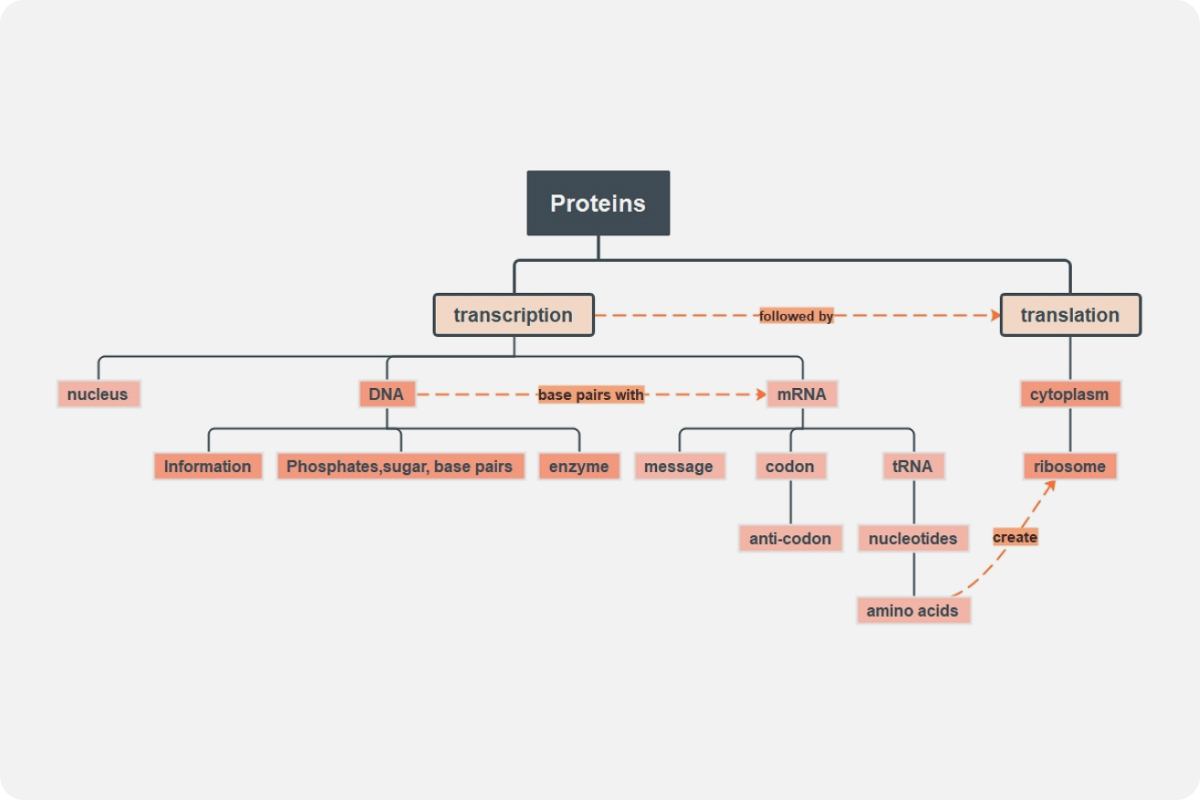 Protein Concept Map Template EdrawMind