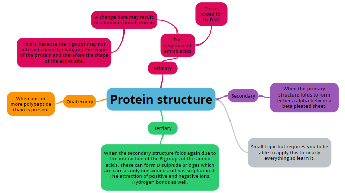 simple protein synthesis flow chart